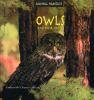 Owls_and_their_homes
