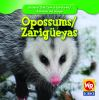 Opossums___Zarig__eyas