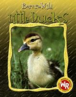 Little_ducks