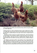 The_Chicken_on_the_Farm